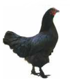 Poule d'Estaires