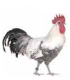 Poule d'Hergnies