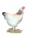 Poule de Bourbourg
